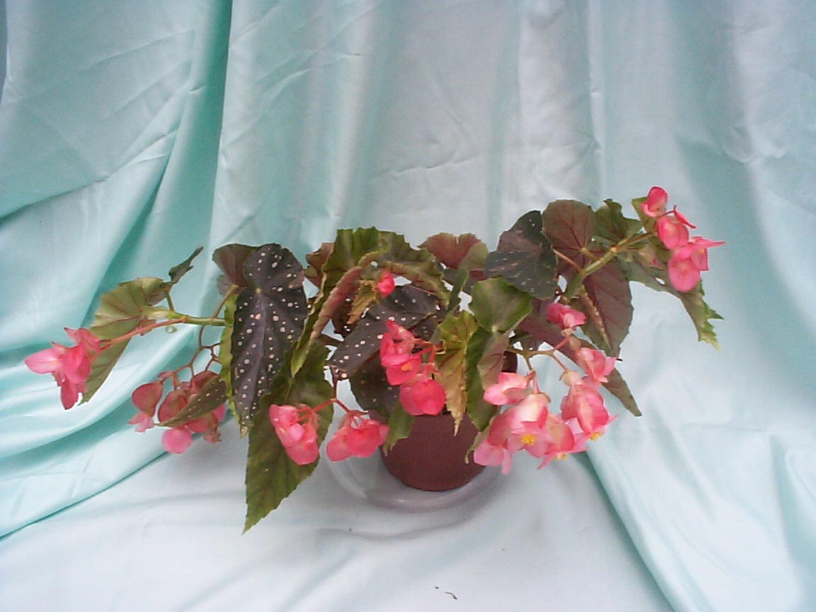 B. ‘Martha Floro’